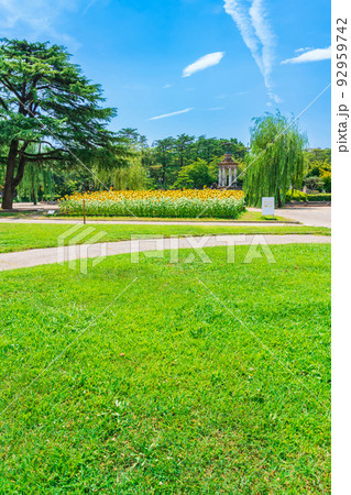 夏の鶴舞公園、満開のひまわり〈愛知県名古屋市〉 92959742