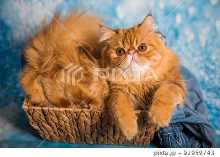 Cute Persian cat on a blue Christmas in basket 92959743