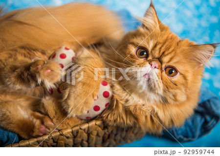 Cute Persian cat on a blue Christmas in basket 92959744