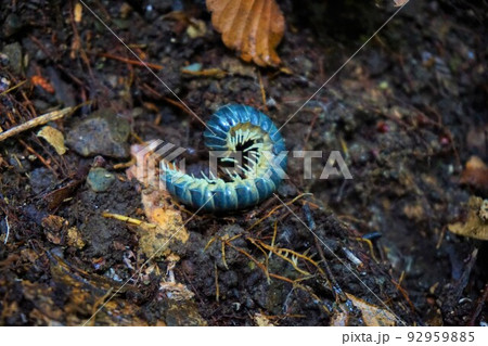 ヤスデ 馬陸 青灰色 昆虫 ヤスデ 馬陸 青灰色 昆虫 92959885