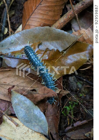 ヤスデ　馬陸　青灰色　昆虫 92959887