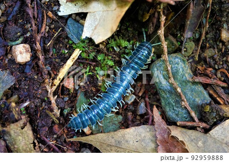 ヤスデ 馬陸 青灰色 昆虫 ヤスデ 馬陸 青灰色 昆虫 92959888