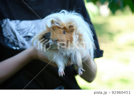 A long haireBeautiful long-haired guinea pig in the arms of a childd guinea pig eating grass outside. A long haireBeautiful long-haired guinea pig in the arms of a childd guinea pig eating grass outside. 92960451