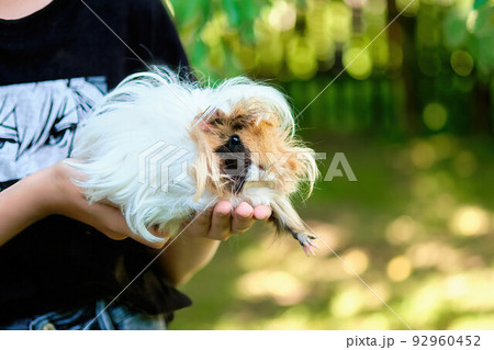 A long-haired guinea pig lies in the green grass A long-haired guinea pig lies in the green grass 92960452