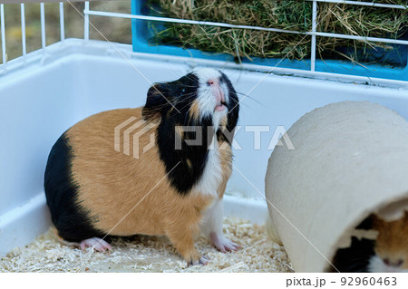 A guinea pig sitting in a cage made of metal rods 92960463