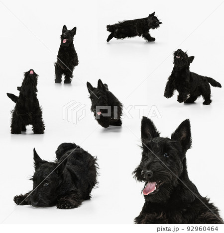 Collage about beautiful purebred cute dog, black scottish terrier isolated over white background. Concept of beauty, breed, pets, animal life. 92960464