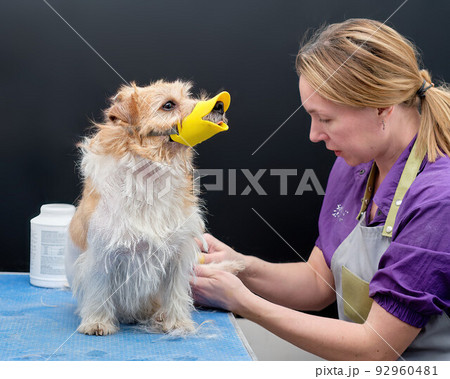 Caring for an aggressive dog Jack Russel Terrier in an animal salon 92960481