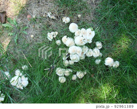 Toadstool mushrooms in nature in green grass. Hallucinogenic mushrooms 92961389