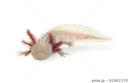 Axolotl on white background 92961570