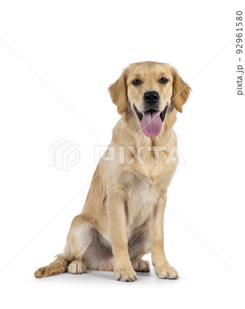 Golden Retriever  on white background 92961580