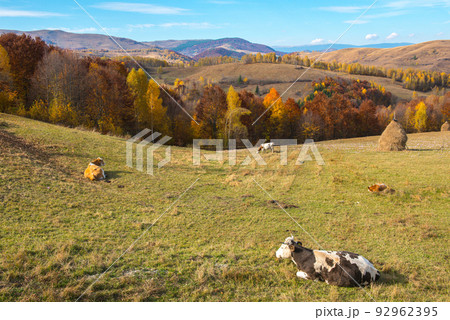 Cows grazing on meadow Cows grazing on meadow 92962395