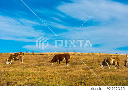 Cows grazing on meadow 92962396