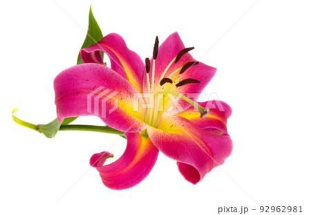 lily flower isolated 92962981
