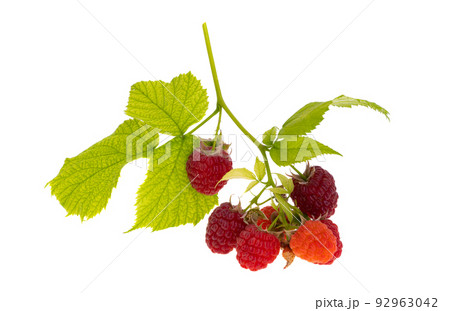 raspberry with leaf isolated raspberry with leaf isolated 92963042