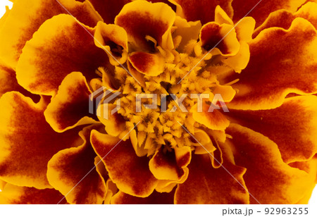 marigold isolated 92963255