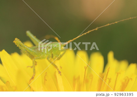 タンポポとヤブキリ幼虫 92963395