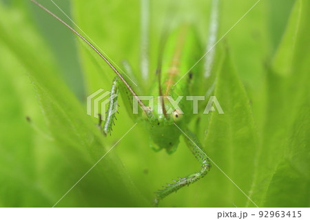 ヤブキリの幼虫 ヤブキリの幼虫 92963415