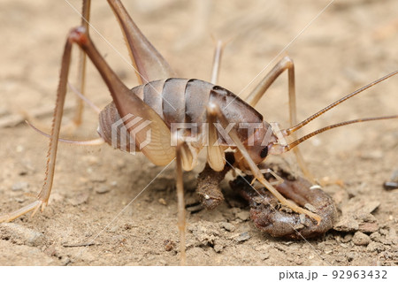 カマドウマの食事 カマドウマの食事 92963432