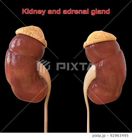 Human kidney Anatomy For Medical Concept 3D Rendering 92963495