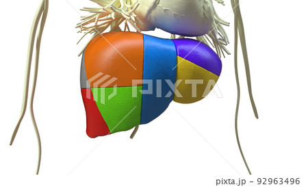 liver sections Human Digestive System Anatomy For Medical Concept 3D Rendering 92963496