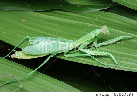 脱皮直後のオオカマキリ 92963532