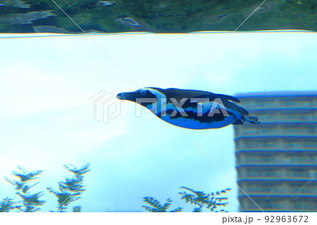 サンシャイン水族館　天空のペンギン　　 92963672