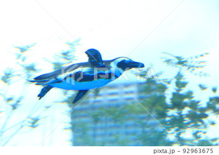 サンシャイン水族館 天空のペンギン サンシャイン水族館 天空のペンギン 92963675