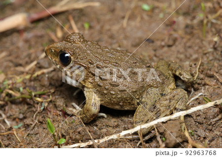歌うツチガエル 92963768