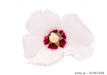 hibiscus flower isolated 92963988