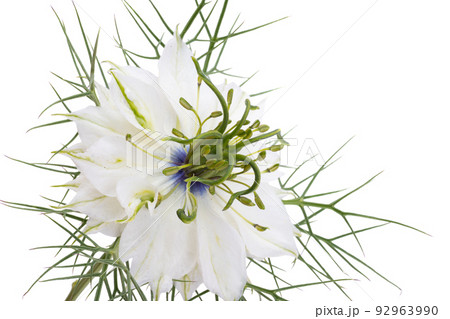 nigella flower isolated nigella flower isolated 92963990