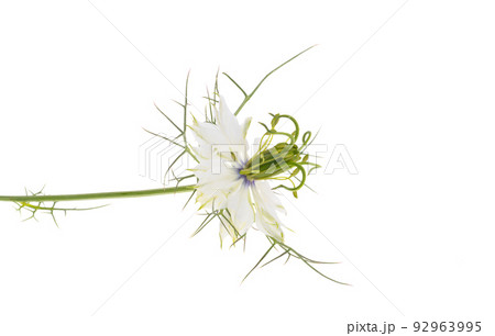 nigella flower isolated nigella flower isolated 92963995