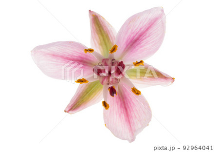 Susak flower isolated on white background 92964041
