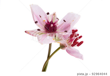 Susak flower isolated on white background 92964044