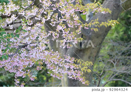 色鮮やかなサクラ(オオカンザクラ、寒緋桜 名城公園 愛知県 名古屋市) 色鮮やかなサクラ(オオカンザクラ、寒緋桜 名城公園 愛知県 名古屋市) 92964324