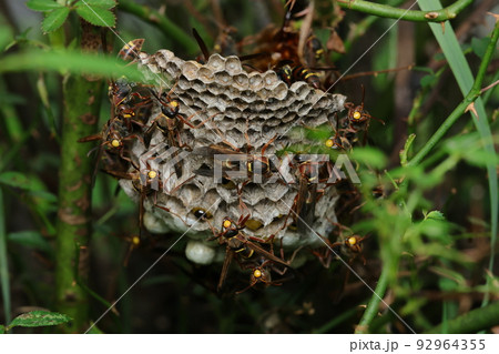 コアシナガバチの巣 コアシナガバチの巣 92964355