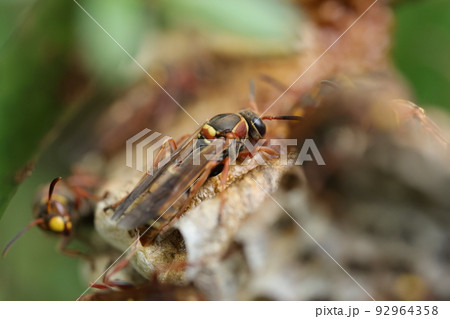コアシナガバチ 92964358