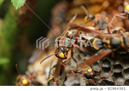 コアシナガバチ 92964361