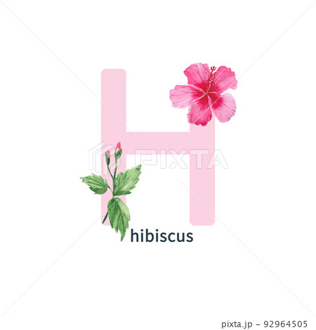 Letter H, pink hibiscus, flower ABC alphabet. Watercolor illustration isolated on white background. 92964505