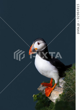 Atlantic puffin perched on a cliff edge by the North sea against blue background Atlantic puffin perched on a cliff edge by the North sea against blue background 92964915