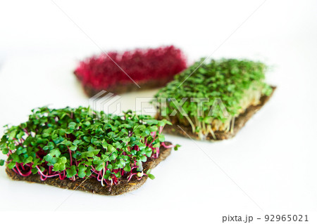 Microgreen plants mix of various plants. Person holding in hand. Growing microgreen mustard, chia, amaranth, radish seeds. Dense greenery growed on fabric. Against white background Microgreen plants mix of various plants. Person holding in hand. Growing microgreen mustard, chia, amaranth, radish seeds. Dense greenery growed on fabric. Against white background 92965021