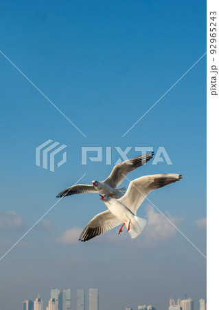 Seagulls flying in sky, Seagulls are flying in sky as background 92965243