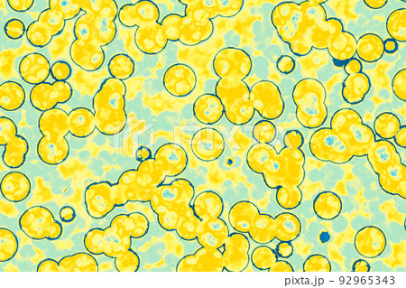 Shape of bacterial cell Shape of bacterial cell 92965343