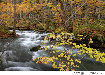 清流の美しい紅葉の時期の渓流（奥入瀬渓流　青森県 十和田市） 92965737