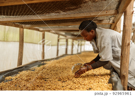 Female farm worker scooping coffee beans into a bowl during honey process Female farm worker scooping coffee beans into a bowl during honey process 92965961