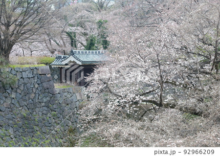 お城の守備をする城門と桜（二之丸大手二之門　名古屋城　愛知県 名古屋市） 92966209