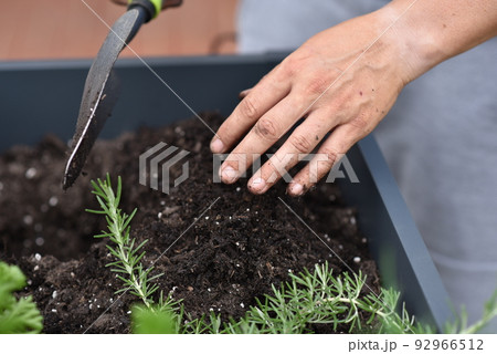 plant, hands earth cucumber tomatoes garden ecology bio 92966512
