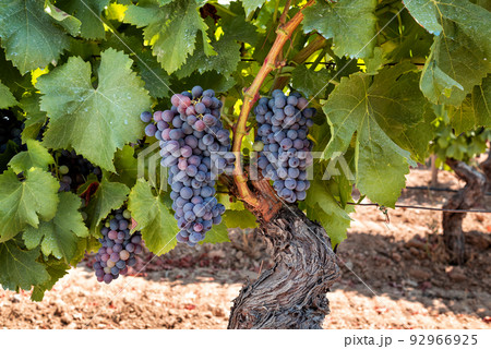 Bunches of grapes on the plant during the veraison phase. Agriculture. Bunches of grapes on the plant during the veraison phase. Agriculture. 92966925