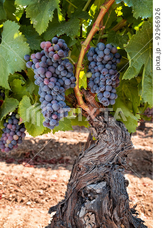 Bunches of grapes on the plant during the veraison phase. Agriculture. Bunches of grapes on the plant during the veraison phase. Agriculture. 92966926