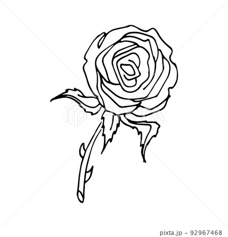 Hand drawn rose, vector, illustration, ink drawing, wild flowers, rose Hand drawn rose, vector, illustration, ink drawing, wild flowers, rose 92967468
