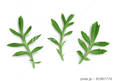 leaves of marigold or tagetes erecta flower isolated on white background. Top view. Flat lay leaves of marigold or tagetes erecta flower isolated on white background. Top view. Flat lay 92967770